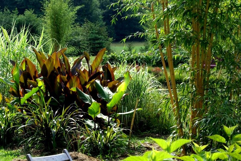 l etang exotique